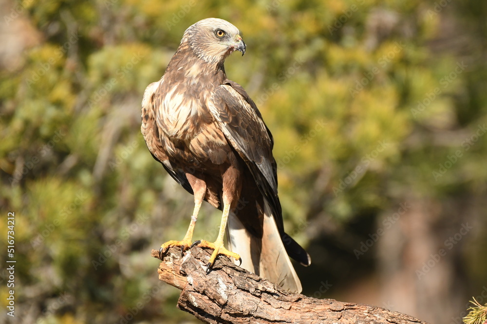 Fototapeta premium lagoon eagle in the mountains of Avila. Avila.Spain