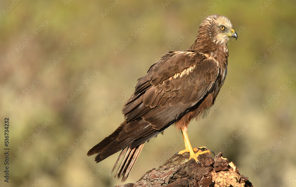 lagoon eagle in the mountains of Avila. Avila.Spain lagoon eagle in the mountains of Avila. Avila.Spain