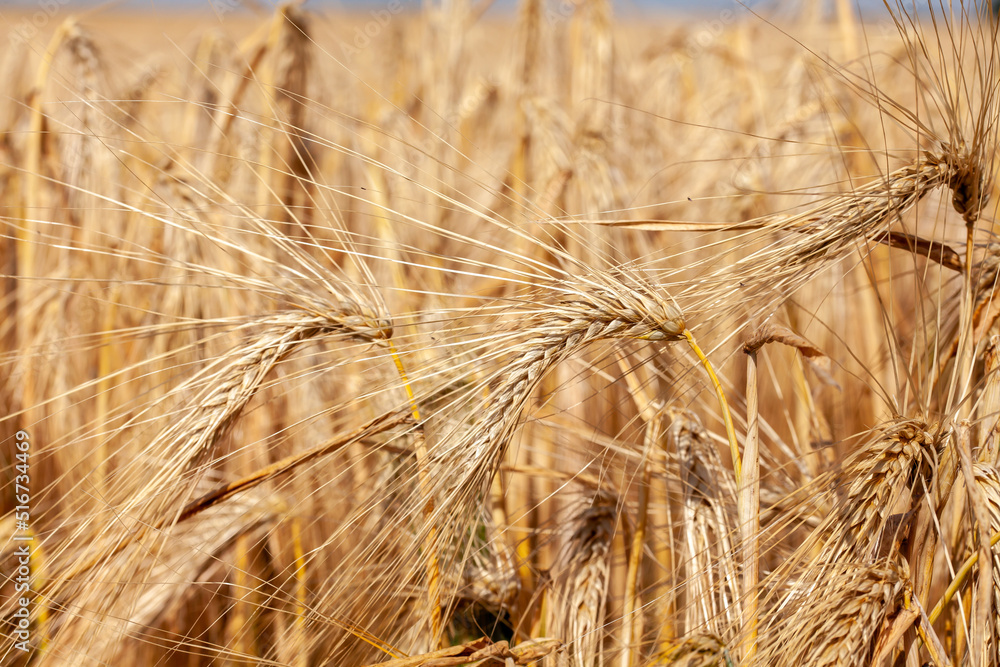 Agriculture - gros plan sur des épis d'orge dans un champ de céréales avant la récolte Agriculture - gros plan sur des épis d'orge dans un champ de céréales avant la récolte