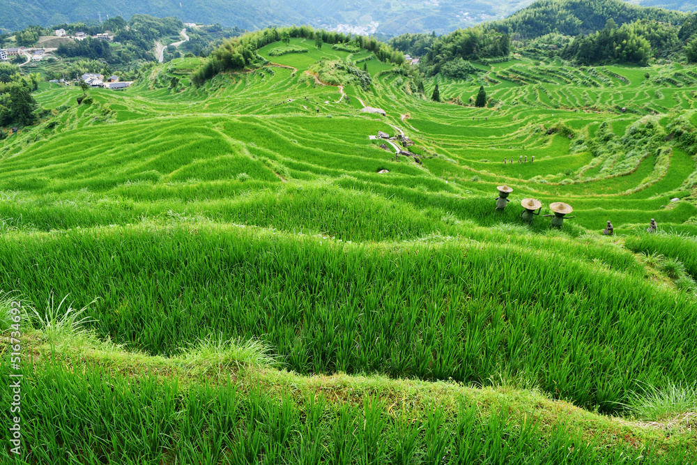 photo of rural terraced fields, China, Zhejiang Province