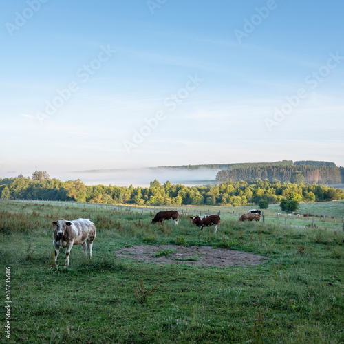 cows in early morning countryside between sankt vith and vielsalm in belgian ardennes