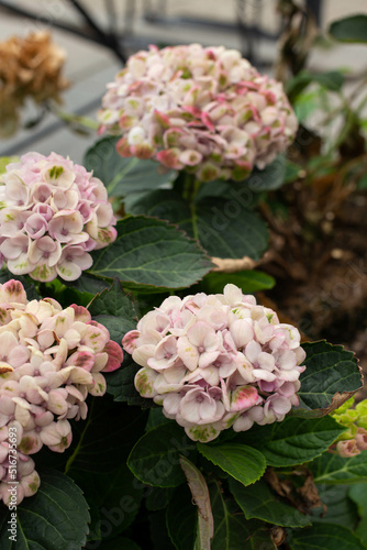 hydrangeas. Hortense. flowers on the street