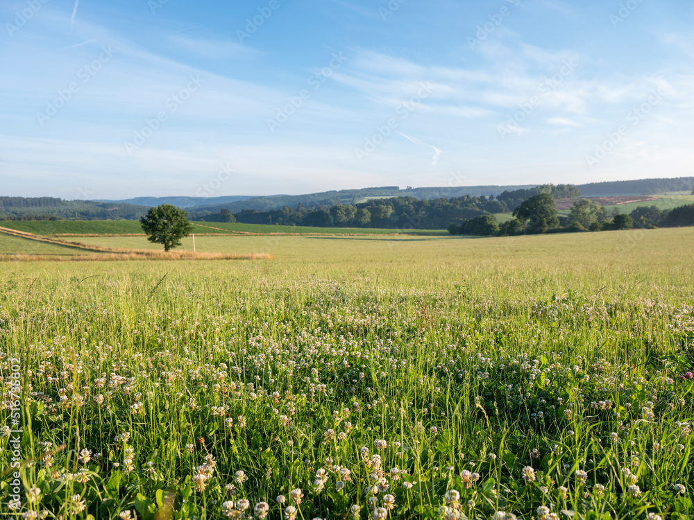 clover field in rural landscape of belgian ardennes between vielsalm and sankt vith
