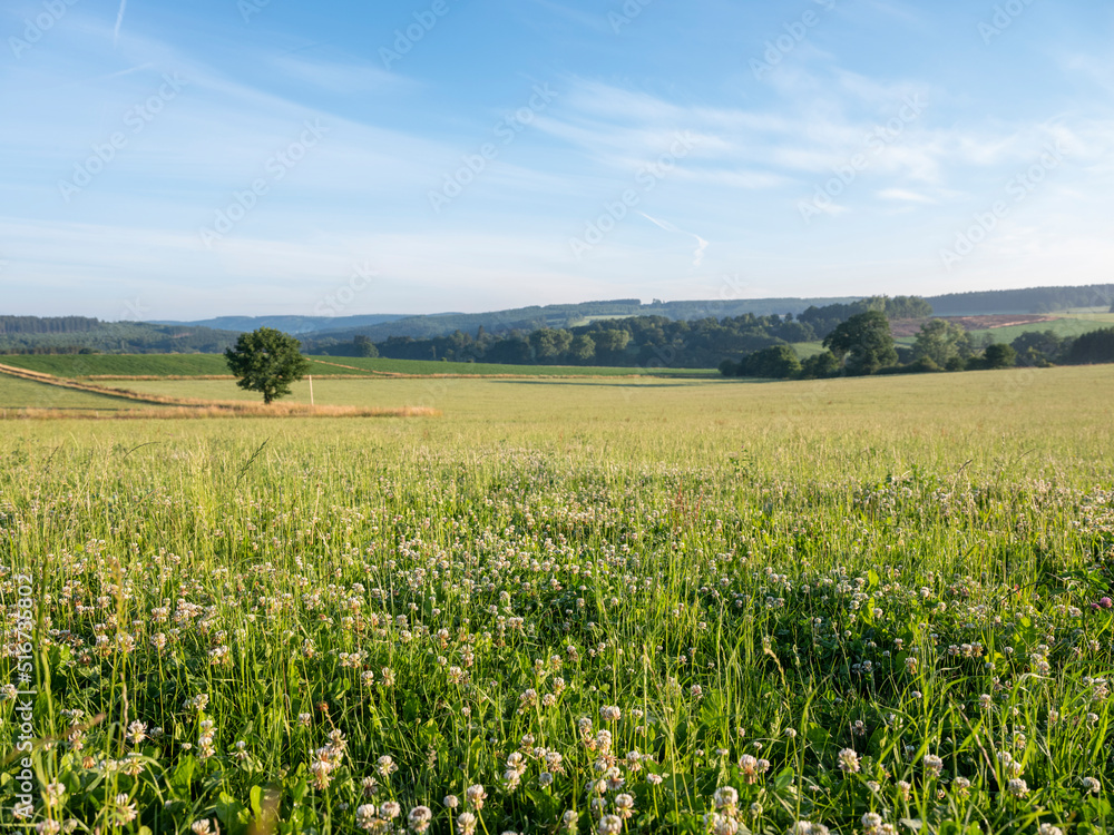 clover field in rural landscape of belgian ardennes between vielsalm and sankt vith clover field in rural landscape of belgian ardennes between vielsalm and sankt vith