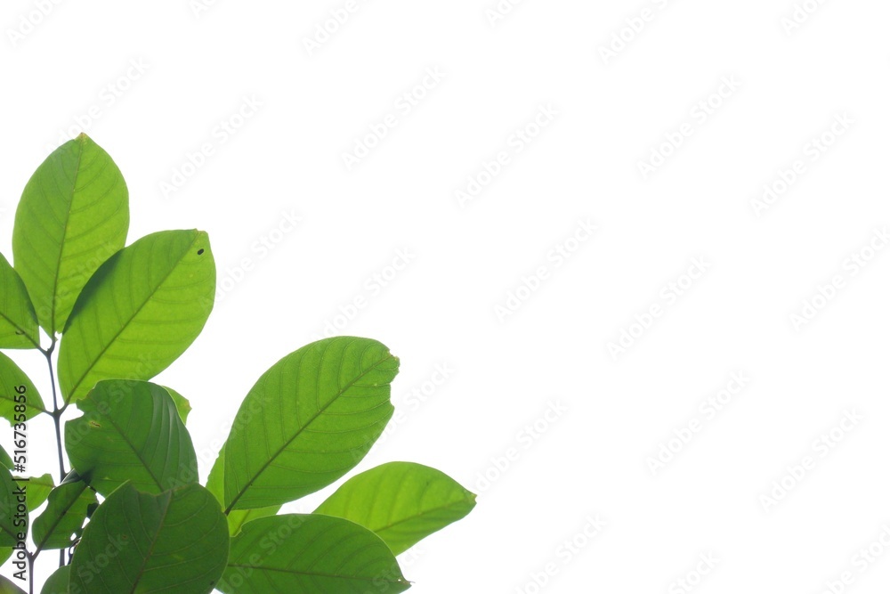 Tropical trees with leaves branches on white isolated background for green foliage backdrop Tropical trees with leaves branches on white isolated background for green foliage backdrop