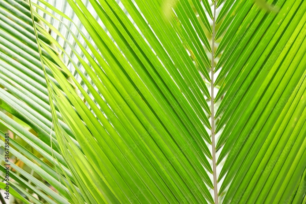 Close up tropical coconut leaves top view with green color Close up tropical coconut leaves top view with green color