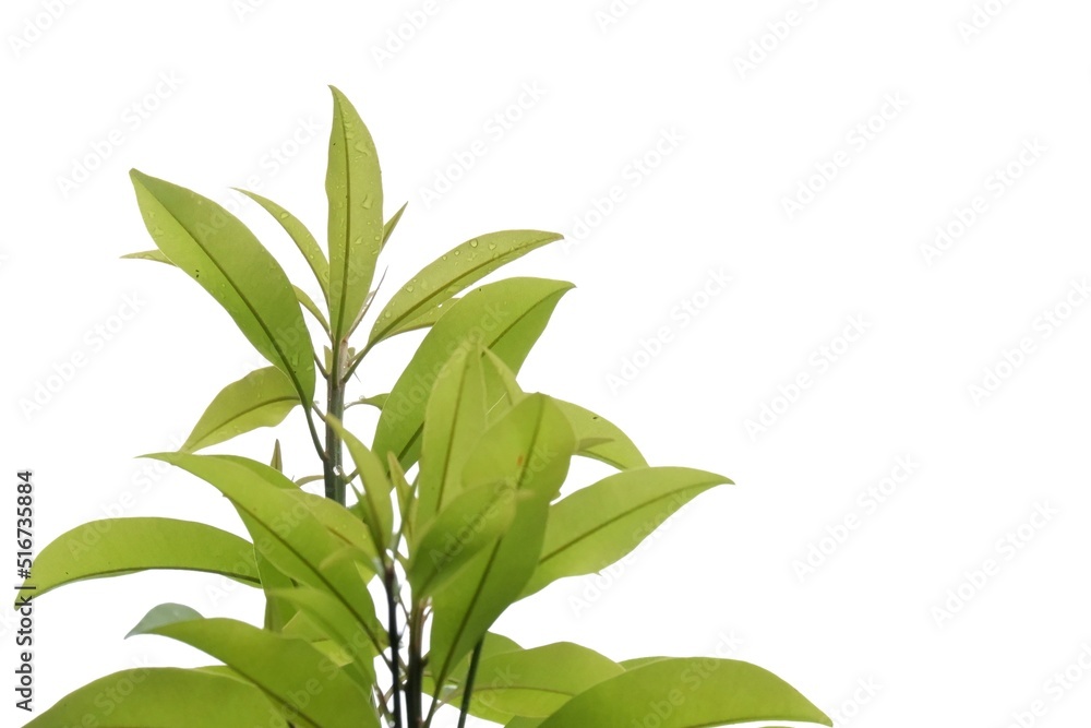 Fototapeta premium Tropical trees with leaves branches on white isolated background for green foliage backdrop 