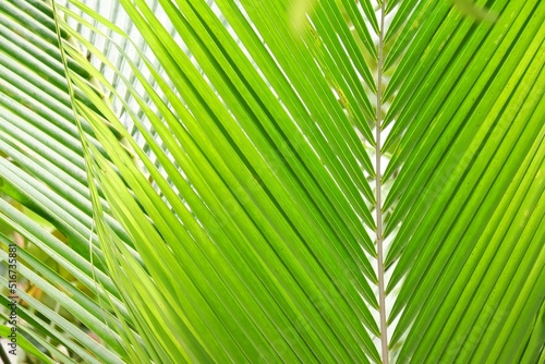 Close up tropical coconut leaves top view with green color