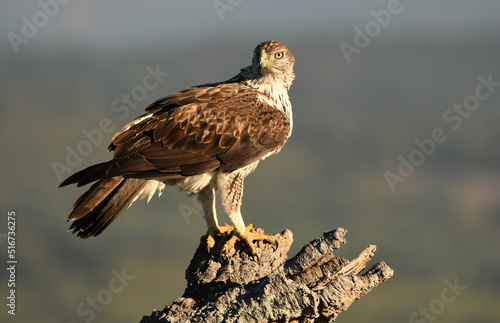 Bonelli's eagle in the mountains of Extremadura