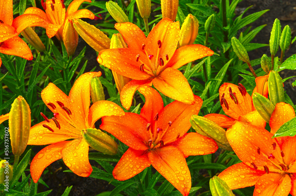 Beautiful flowering lilies Beautiful flowering lilies