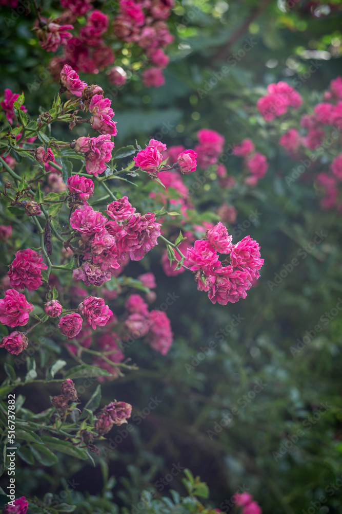 branches of a spray rose, flowers of a pink spray rose branches of a spray rose, flowers of a pink spray rose