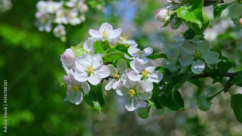Beautiful Apple tree flowers blossom, close up Beautiful Apple tree flowers blossom, close up
