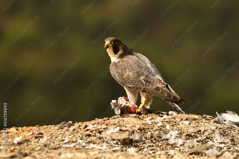 Fototapeta premium peregrine falcon with prey in the mountains