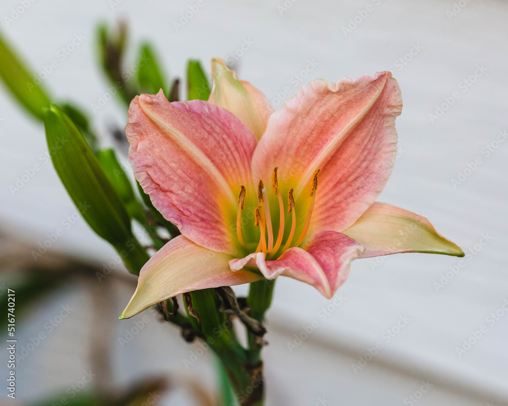 the first of several pink and yellow lilies to open in the Lily garden