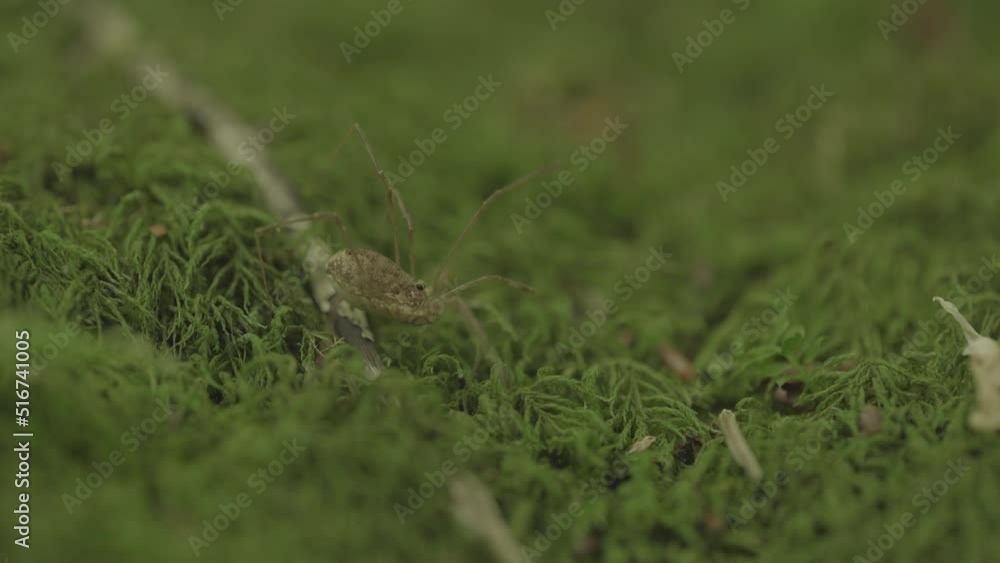 Close-up Macro Shot Of A Harvestman Spider (Phalangium Opilio) On A Moss Close-up Macro Shot Of A Harvestman Spider (Phalangium Opilio) On A Moss