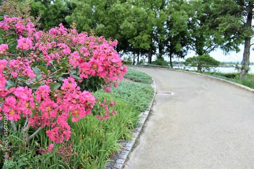 植物園、芝生、公園、紫陽花、小道、ロード、石畳、びわ湖 © BJ