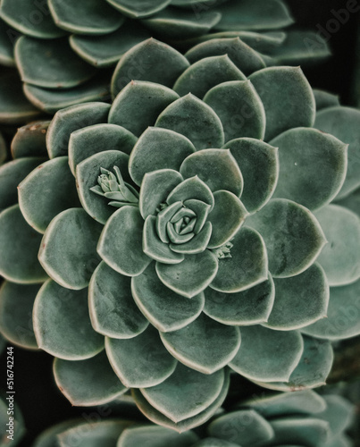 Plantpool - Beauty in Nature. © Johan