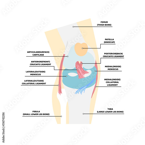 knee anatomy and human bone, internal organs body part nervous system health care, vector illustration cartoon flat character design clip art