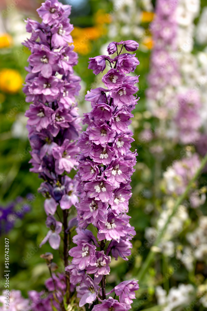 Purple Delphinium Flowers growing in summer cottage garden