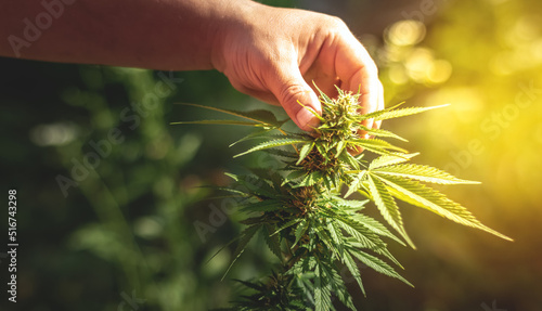 фотографія Marijuana cultivation