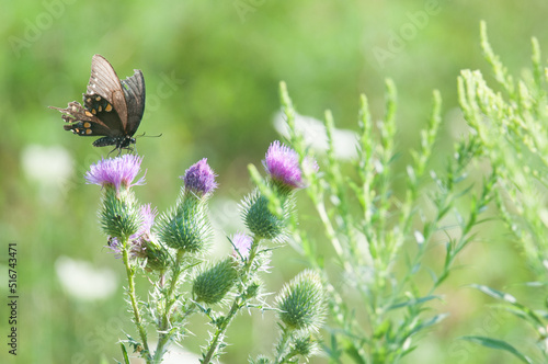 Red-Spotted Purple butterfly on purple flowers