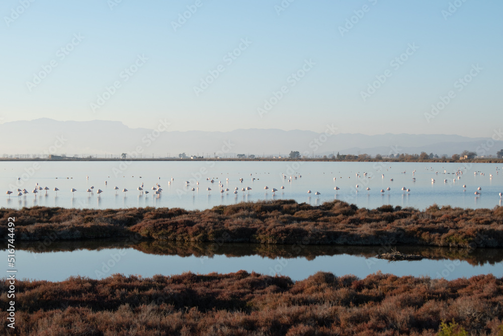 Lagoon with flamingos in the middle of nature near the sea