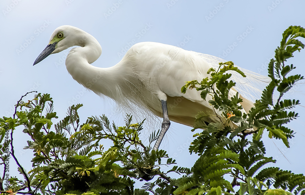 A white heron sitting on the branch of a tree, A white heron sitting on the branch of a tree,