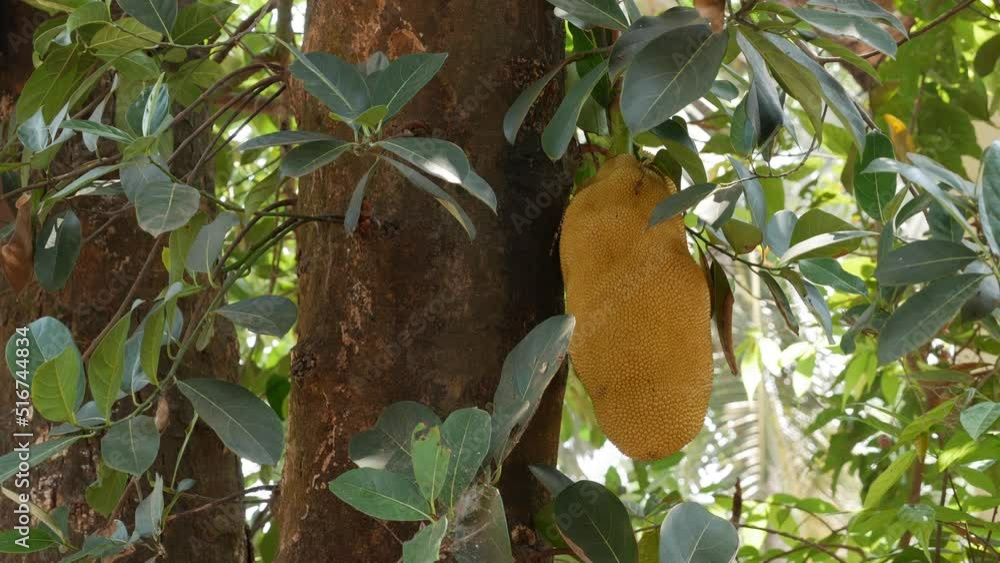 Large jackfruit hangs from a jackfruit tree in the garden. Asian summer