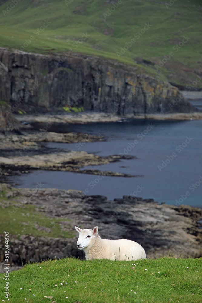 Obraz premium Schaf auf Skye
