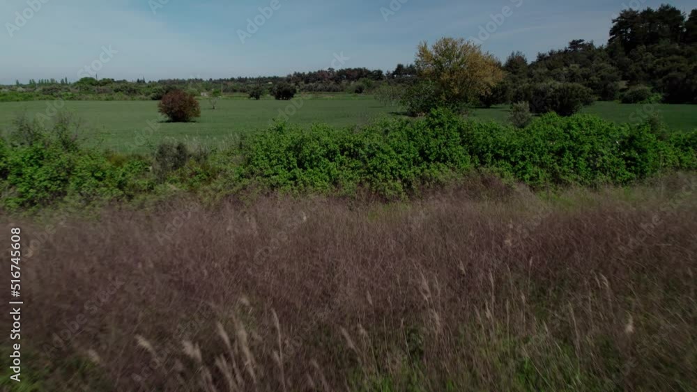 cultivated green field and few trees cultivated green field and few trees
