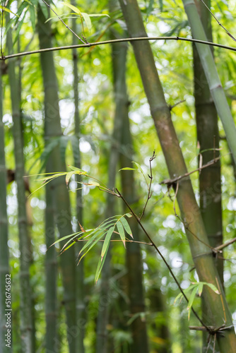 Fresh green bamboo leaves, Bamboo forest background, bamboo branch in sunlight, beautiful japanese spring garden landscape.