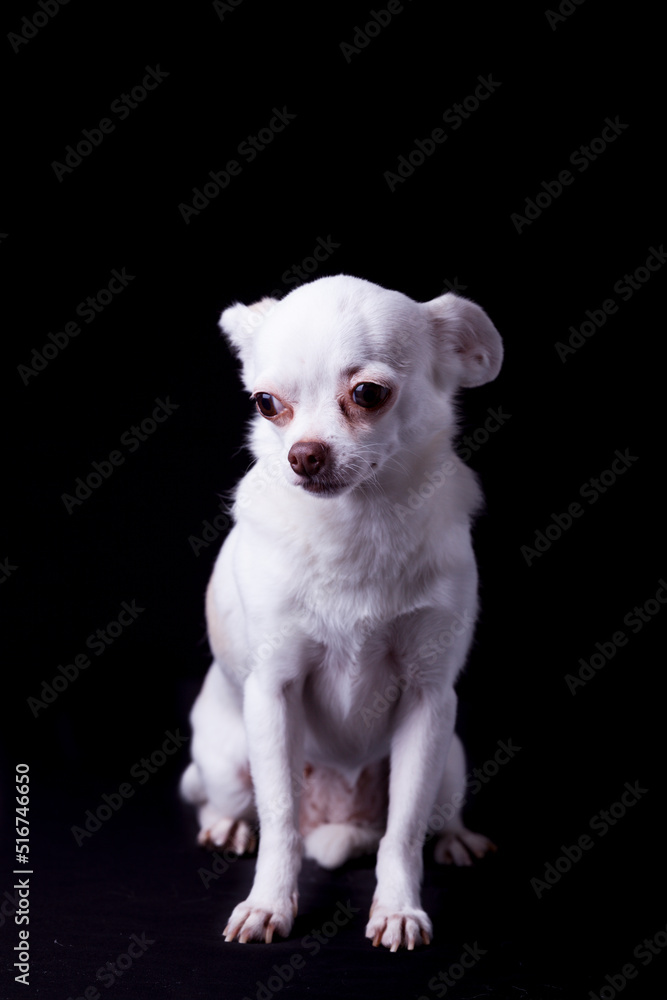 Chihuahua withe posing and looking at camera, black background, copy space. Chihuahua withe posing and looking at camera, black background, copy space.