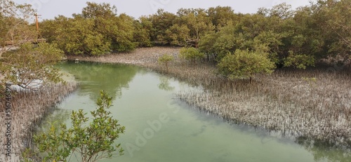 View of Mangrove from Jubail Mangrove - Abu Dhabi, UAE photo