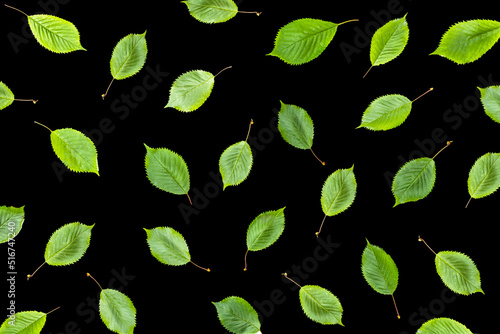Muster aus Grünen Blätter auf dunkelm hHntergrund