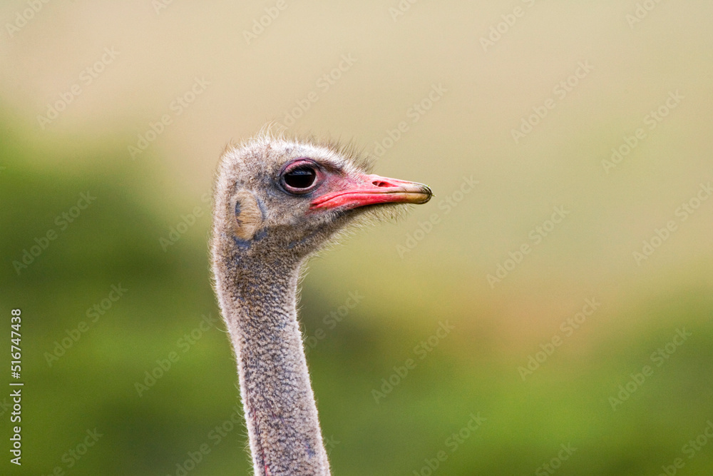 Foto Ostrich, Struthio camelus