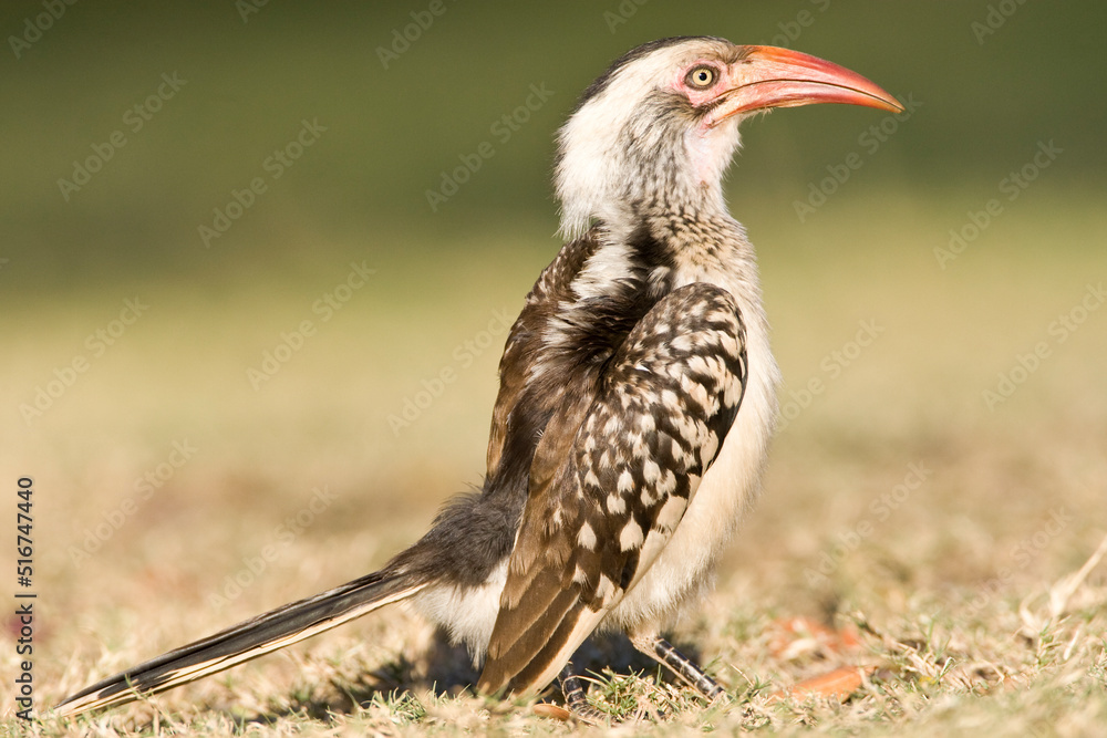 Southern Red-billed Hornbill, Tockus rufirostris Southern Red-billed Hornbill, Tockus rufirostris