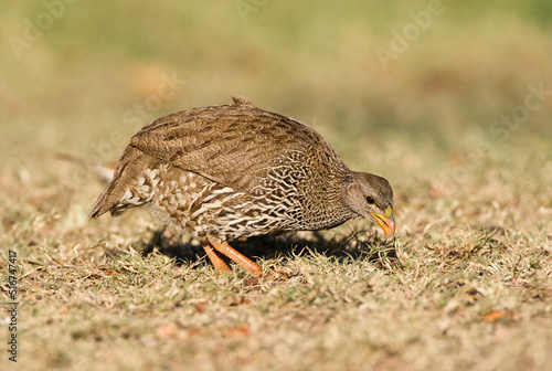 Natal Francolin, Francolinus natalensis photo