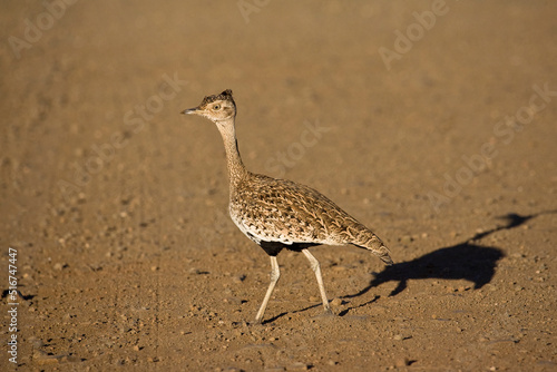 Red-crested Korhaan, Lophotis ruficrista photo