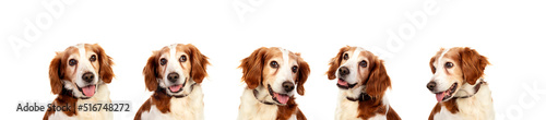 Beautiful portrait of five hunter dogs