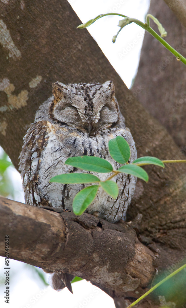 Fototapeta premium African Scops-Owl, Otus senegalensis