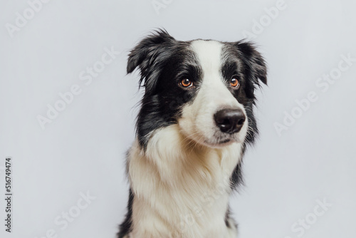Cute puppy dog border collie with funny face isolated on white background. Cute pet dog. Pet animal life concept © Юлия Завалишина