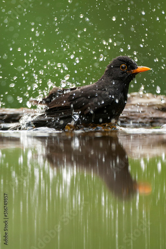 Male Eurasian Blackbird, Turdus merula, taking a bath in a forest pool during a hot day.