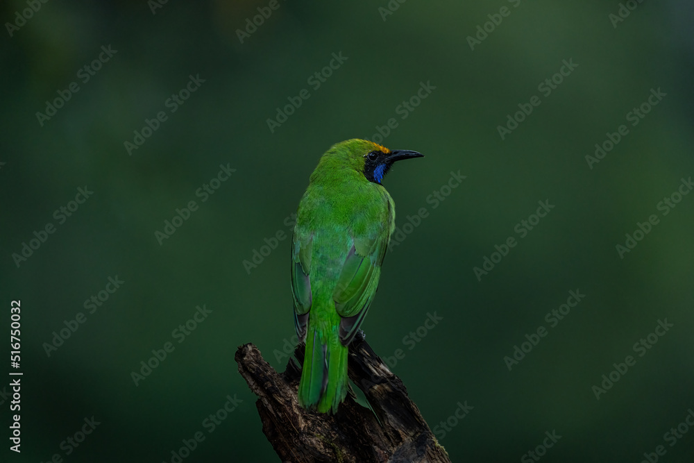 Obraz premium leaf bird 