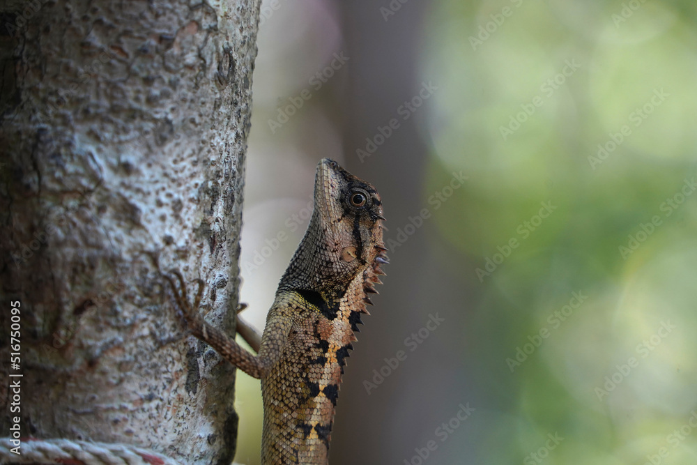 Fototapeta premium Reptil im Dschungel