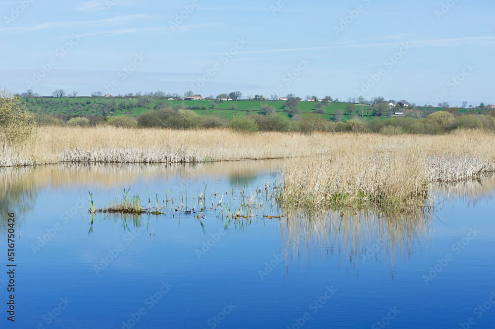 Reeds and landscape, Westhay National Nature Reserve, Somerset