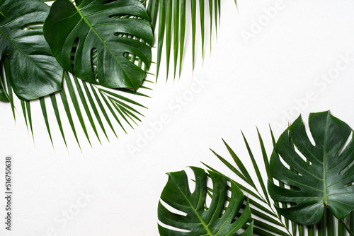Fototapeta Naklejka Na Ścianę i Meble -  Tropical palm leaves and swiss cheese plant isolated on white background.