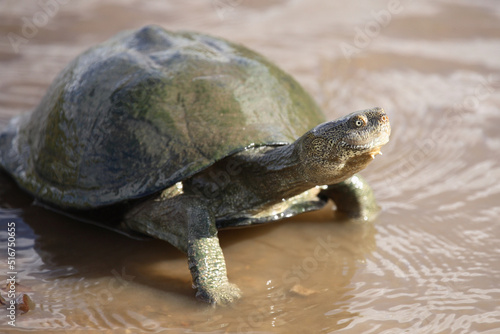 Gezähnelte Pelomeduse - Gezackte Pelomedusenschildkröte / Serrated side-neck turtles - Serrated hinged terrapin / Pelusios sinuatus.