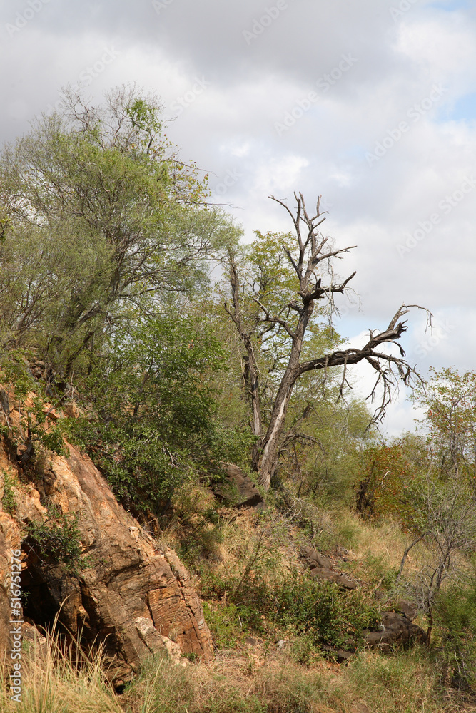 Afrikanischer Busch / African Bush / Afrikanischer Busch / African Bush /