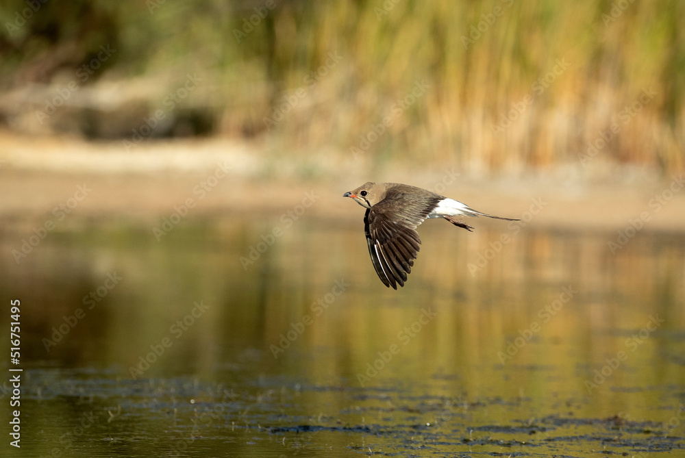 Obraz premium Adult collared pratincole flying in a wetland in central Spain in the last light of the afternoon