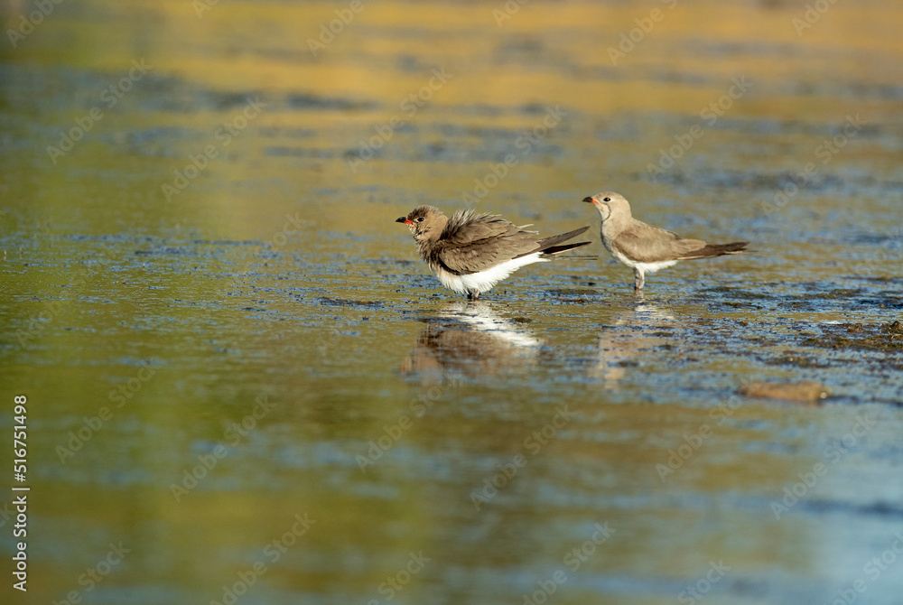 Collared pratincole in a lagoon in central Spain with the last lights of the afternoon of a hot summer day Collared pratincole in a lagoon in central Spain with the last lights of the afternoon of a hot summer day